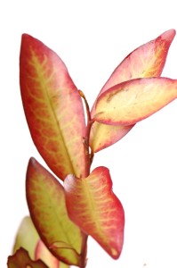 Resized 989kB Horopito -010