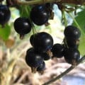 Blackcurrants